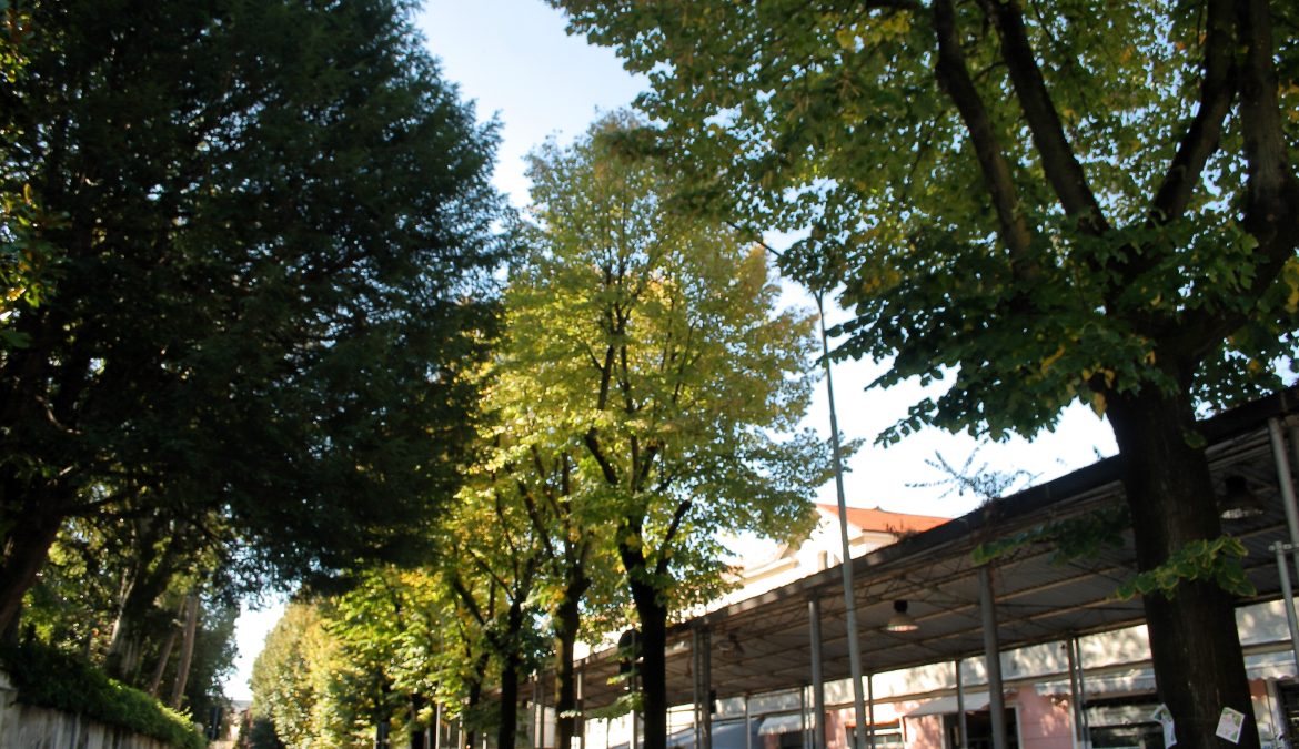 Salviamo i tigli del mercato coperto