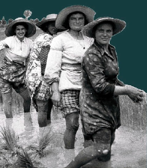 Con i piedi nell’acqua. Donna, canto e lavoro in risaia